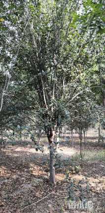 12公分西府海棠