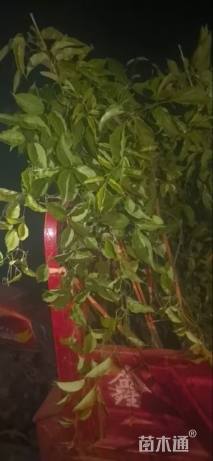 160厘米炮仗花
