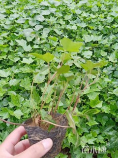 高度30厘米迎春花