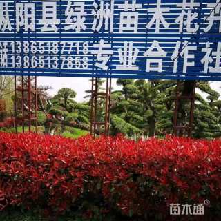 高度380厘米红叶石楠柱