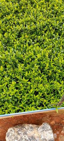 高度25厘米栀子花