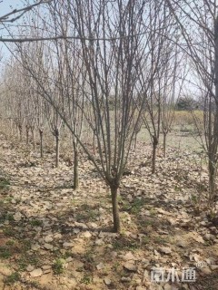 高度250厘米木槿