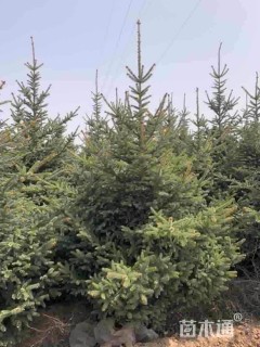 高度250厘米云杉