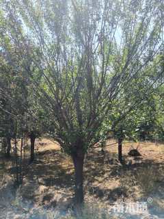 高度250厘米木槿