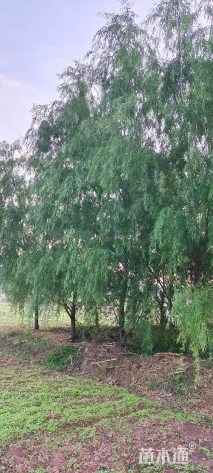 13公分柳树