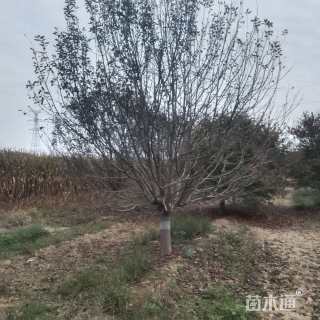 20公分绚丽海棠