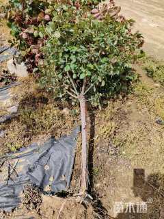 高度190厘米高杆月季