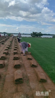 草卷状马尼拉草