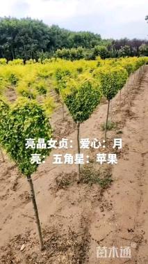 3公分造型亮晶女贞