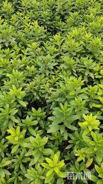 高度25厘米杜鹃