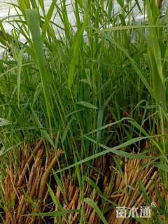 高度50厘米芦苇
