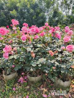 高度30厘米月季