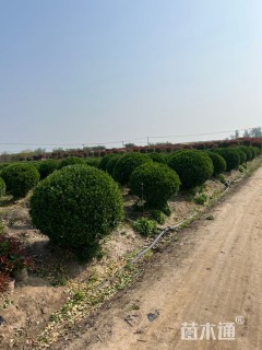 冠幅150厘米大叶黄杨球