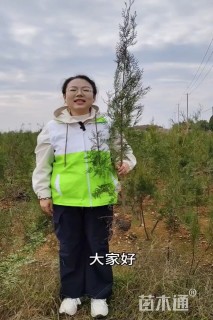 高度120厘米侧柏