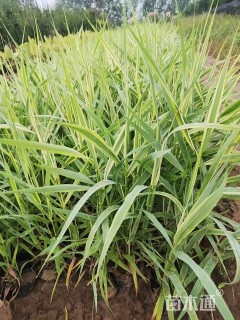 高度20厘米花叶芦竹