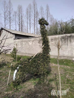10公分罗汉松