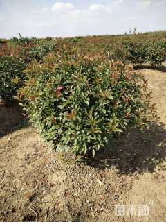 冠幅60厘米红叶石楠球