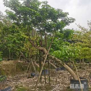 20公分紫花风铃木