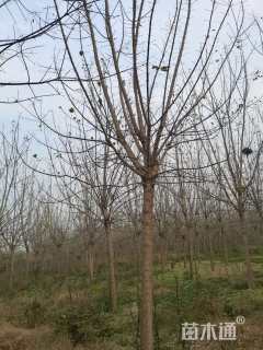 13公分金叶复叶槭