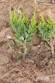 高度30厘米龙柏