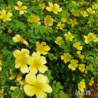 高度60厘米黄刺玫