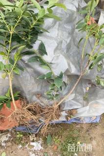 高度60厘米连翘