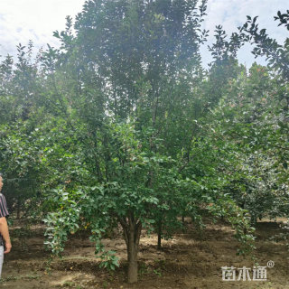 19公分绚丽海棠