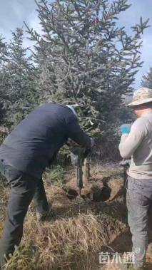 高度570厘米云杉