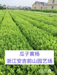 高度30厘米瓜子黄杨