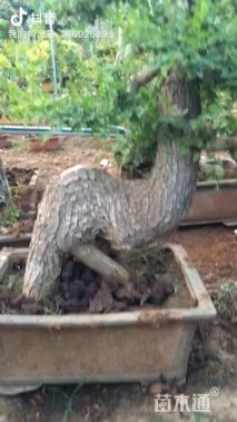 20公分造型榆树