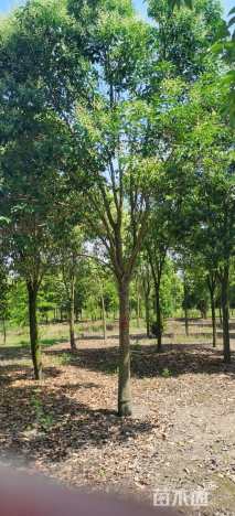 18公分大叶女贞