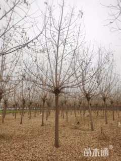 11公分金叶糖槭