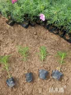 高度15厘米波斯菊