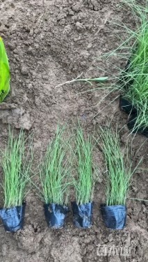 高度120厘米粉黛乱子草