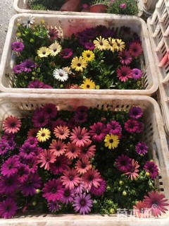 高度20厘米南非万寿菊