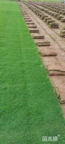 草块状百慕大草