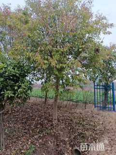 12公分大叶女贞