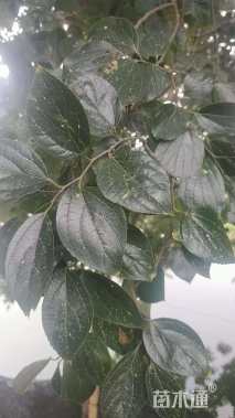 30公分朴树