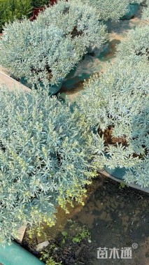 高度40厘米芙蓉菊