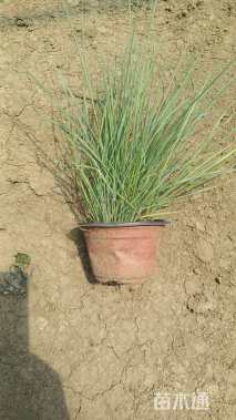 高度15厘米坡地毛冠草