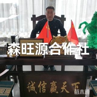11公分旱柳