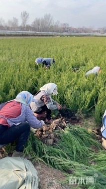 高度40厘米龙柏