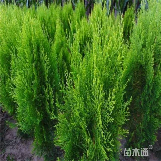 高度120厘米侧柏