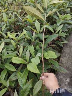 高度30厘米枇杷小苗