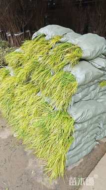 高度35厘米金叶石菖蒲