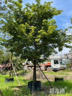 14公分黄花梨