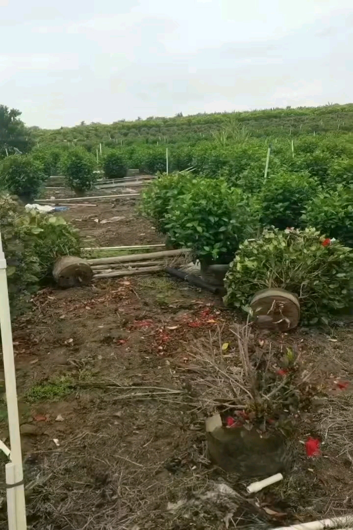 高度60厘米彩叶扶桑球