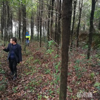 8公分香樟