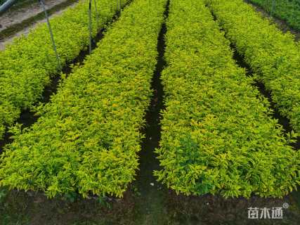 高度40厘米金叶连翘