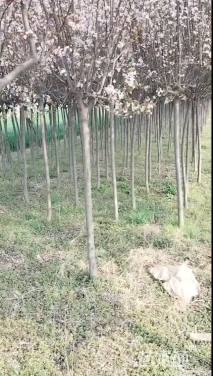 4公分紫叶李